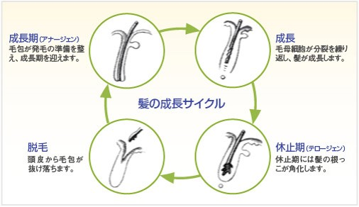 髪の成長サイクル