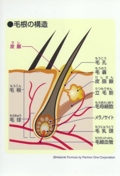 毛根の構造